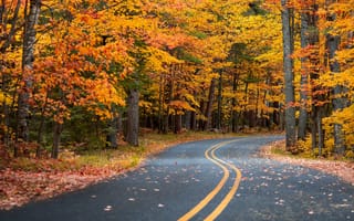 Картинка дорога, лес, пейзаж, листья, осень