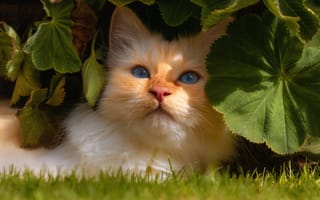 Картинка кошки, кошка, кошачьи, домашние, животные, морда, трава, растение