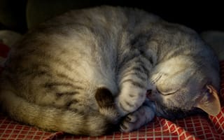 Картинка кошки, кошка, кошачьи, домашние, животные, полосатый, сон, сонный