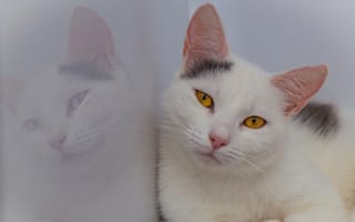 Картинка кошки, кошка, кошачьи, домашние, животные, морда, белый