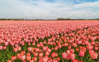 Картинка тюльпаны, голландия