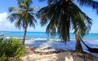 Картинка пальмы, океан, тропический остров