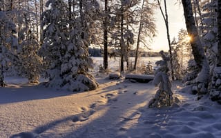 Картинка снег, зима, зимний лес