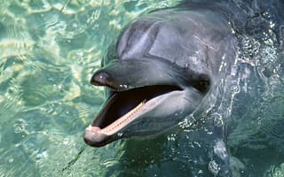 Картинка вода, дельфин