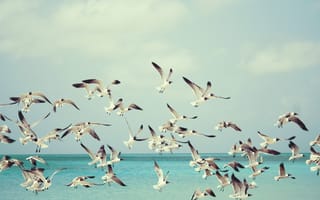 Картинка море, полет, чайки
