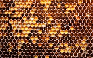 Картинка соты, майский мед, мед