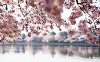 Обои весна, весенние, время года, сезоны, сезонные, природа, цветок, цветущий, цветение, вода, озеро, пруд, пейзаж, отражение