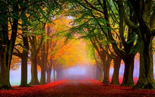 Картинка природа, лес, деревья, лесной, осень