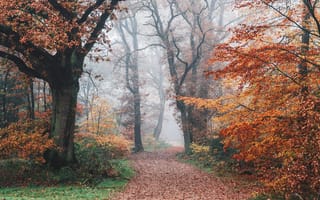 Обои дорога, деревья, осень, лес, туман, природа