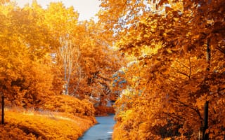 Картинка осень, осенние, время года, сезоны, сезонные, лес, деревья, лесной, природа, лист, листья, листва, осеньfoliage