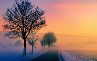 Картинка природа, дерево, зима, утро, утренний