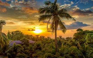 Картинка солнце, пальма, курорт