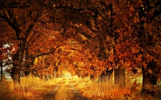 Картинка осень, осенние, время года, сезоны, сезонные, лес, деревья, лесной, природа, парк, тропинка, тропа, лист, листья, листва, осеньfoliage