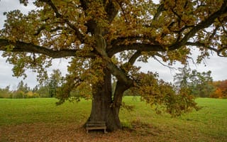 Картинка дерево, осень, скамья
