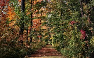 Картинка деревья, осень, аллея