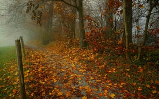 Картинка деревья, столбы, тропинка, туман, ветки, лес, листья, осень, парк, листва, осенние листья, листопад, кленовые