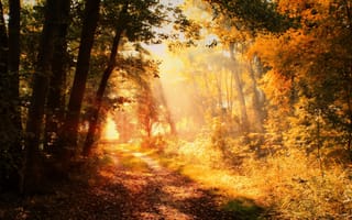 Картинка свет, лес, тропинка, аллея, парк, скамейка, туман, листва, осень