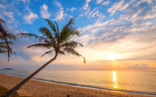 Картинка закат, пляж, пальма