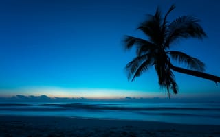 Картинка вечер, море, пальма
