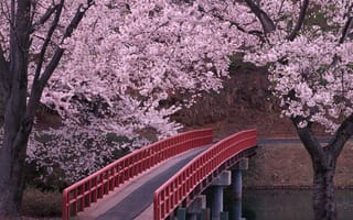 Обои мост, япония, сакура