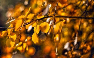 Картинка природа, листья, макро, осень, ветки