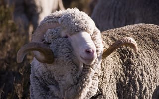 Картинка шерсть, рога, рогатый, овца, меринос, закрученные, баран