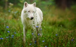 Картинка цветы, арктический волк, природа, полярный волк, белый, хищник, волк