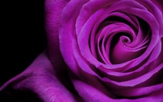 Картинка роза, фиолетовый, лепестки, бутон