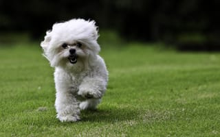 Картинка трава, газон, белая собака, бег, собака