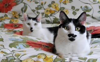 Картинка кошки, чёрно-белые, одеяло, необычный окрас, мордочки