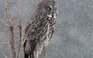 Картинка сова, птица, снег, бородатая неясыть, зима, дерево