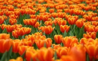 Картинка cvety, krasnye, tyulpany, oranzhevye, polyana
