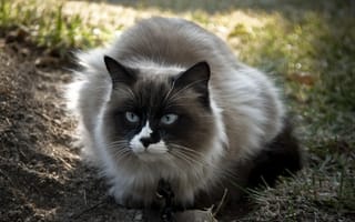 Картинка глаза, взгляд, голубые, кошка, пушистый, кот, трава