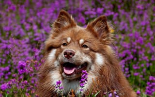 Картинка морда, собака, цветы, уши, финский лаппхунд, язык