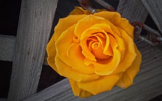 Картинка роза, жёлтая