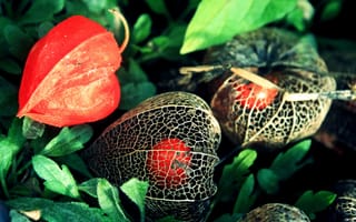 Картинка цветы, fizalis, korobochka, cvety, ягоды, физалис, oranzhevyj