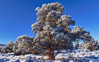 Картинка небо, зима, дерево, иней, синее, снег, морозный, день