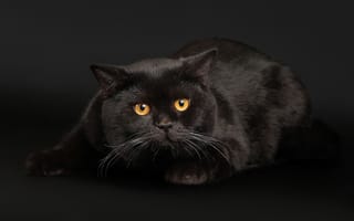 Обои глаза, черный кот, черный, кошка, кот, черный