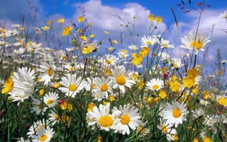 Картинка romashki, priroda, polevye cvety, обьлака, leto