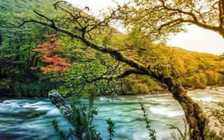 Обои деревья, природа, осень, течение, горы, река
