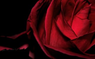 Картинка цветок, красная, роза, бархатная, макро черный