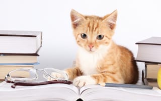 Картинка кошка, полосатый, рыжий, котенок, книги, взгляд, очки