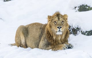Картинка снег, большая кошка, лев, хищник, львы, зима