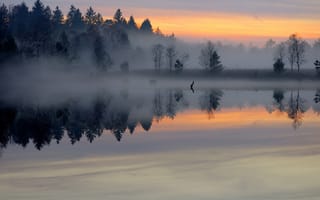 Картинка озеро, утро, рассвет, отражение, пруд, гладь, туман, лес