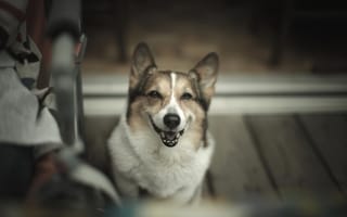 Картинка улыбка, собака, взгляд, вельш-корги