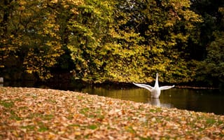Картинка деревья, осень, крылья, птицы, лебедь, листья, пруд, желтые