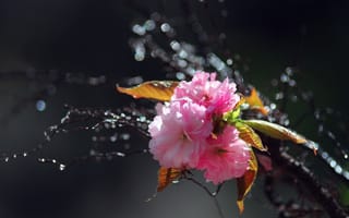 Обои цветы, весна, вода, розовые, цветение, ветка, капли, сакура
