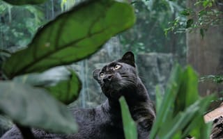 Картинка хищник, пантера, большая кошка, черная, джунгли