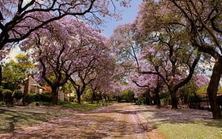 Обои природа, красота, улица, деревья в цвету, весна