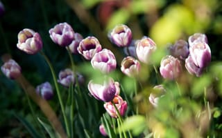 Картинка цветы, весна, тюльпаны, природа
